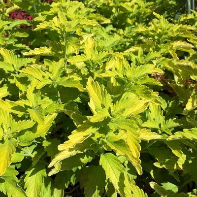 Caryopteris incana 'Carry Gold' K&eacute;kszak&aacute;ll
