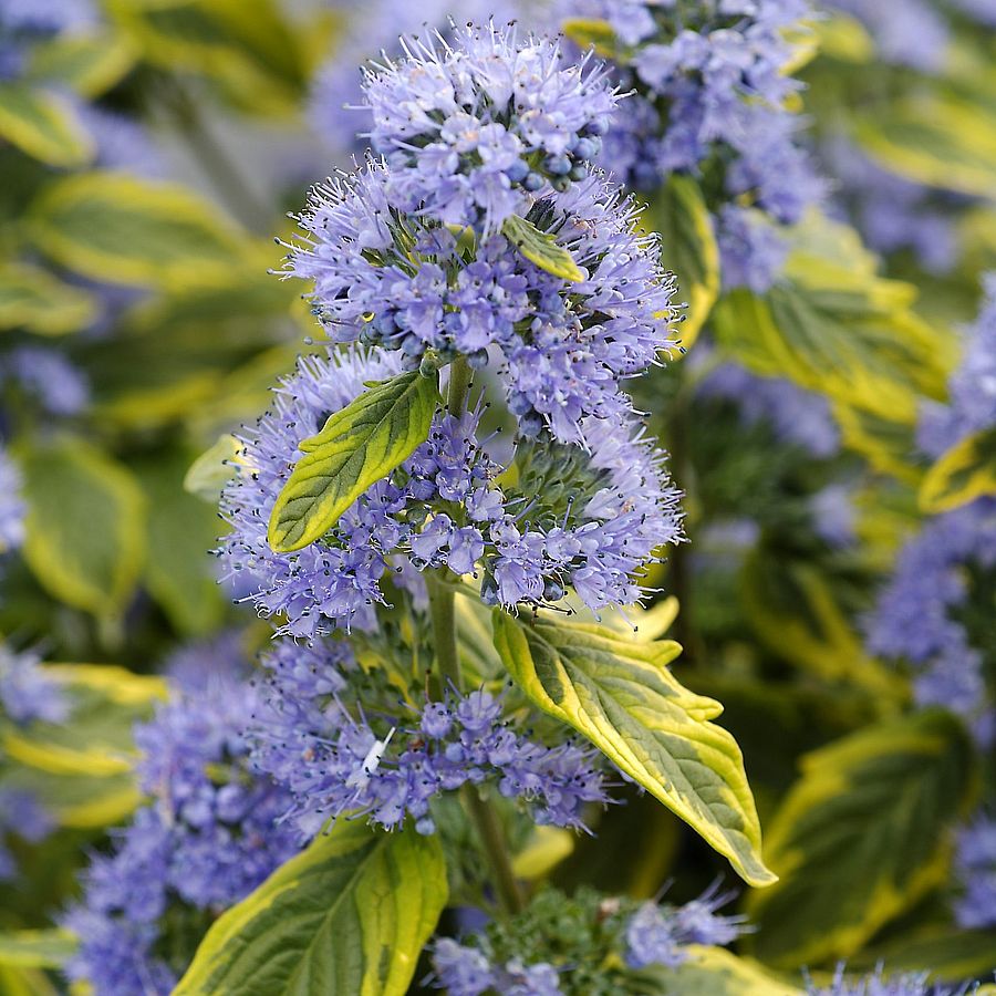 Caryopteris clandonensis 'Summer Sorbet' Kékszakáll