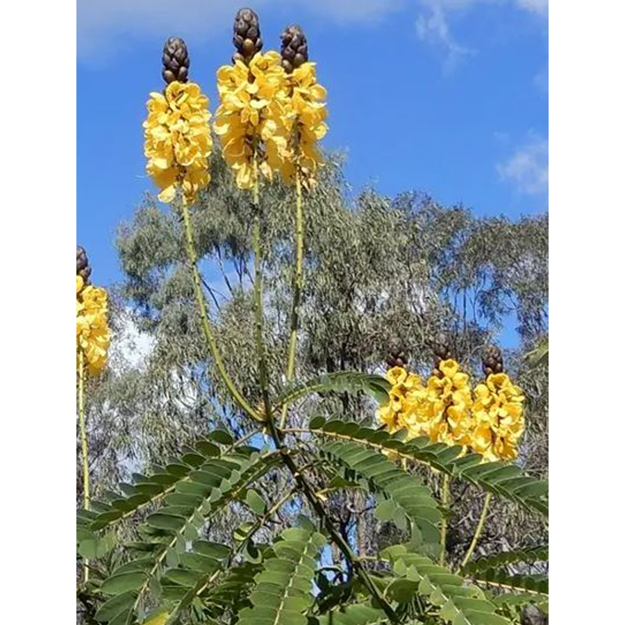 Kasszia Cassia didymobotrya
