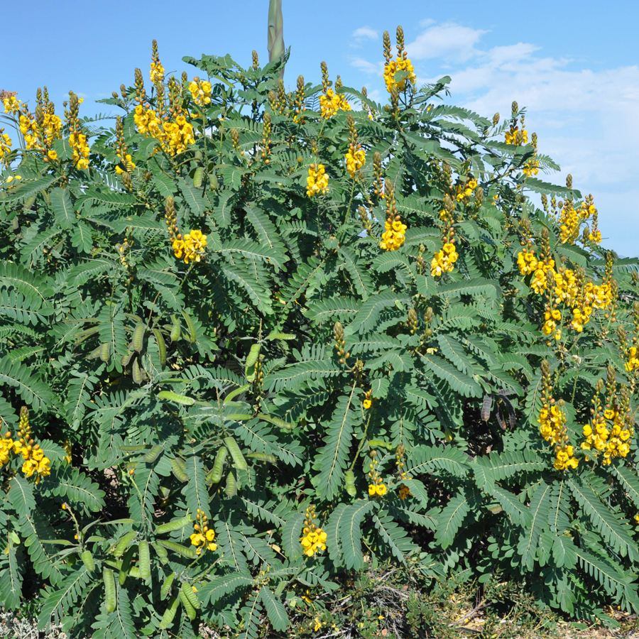 Kasszia Cassia didymobotrya