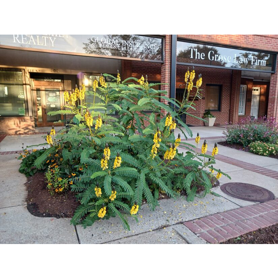 Kasszia Cassia didymobotrya