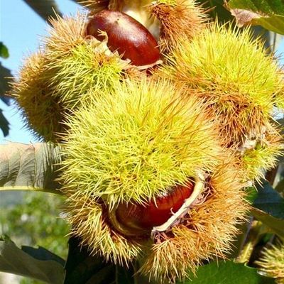 Castanea sativa x mollissima 'Bouche de Betizac' Szelídgesztenye Bouche de Beti