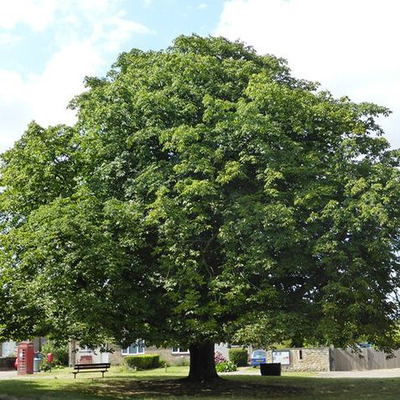 Castanea sativa Szelídgesztenye