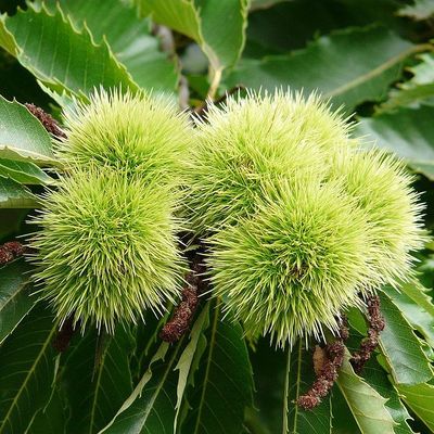 Castanea sativa 'Marrone di Marradi' Szel&iacute;dgesztenye Marrone di Mar
