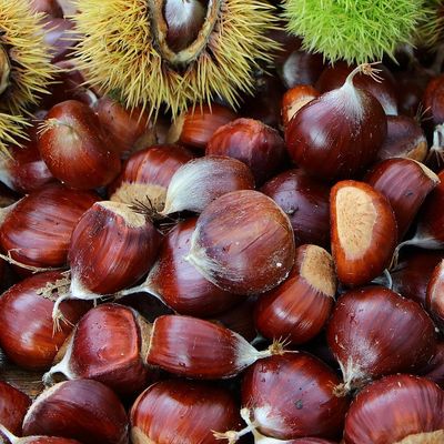 Szel&iacute;dgesztenye Marrone di Mar Castanea sativa 'Marrone di Marradi'