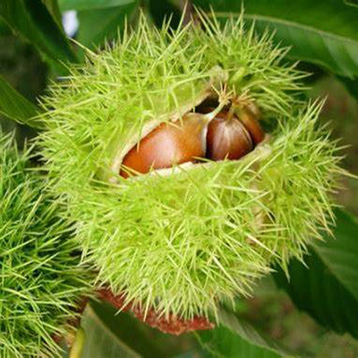 Castanea sativa 'Precoce Migoule' Szelídgesztenye Precoce Migoul