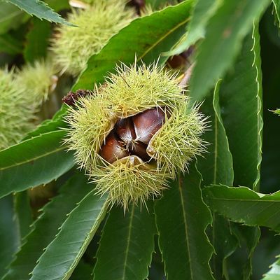 Szelídgesztenye Castanea sativa