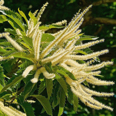 Szelídgesztenye Castanea sativa