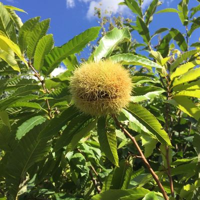 Kínai szelídgesztenye Castanea mollissima