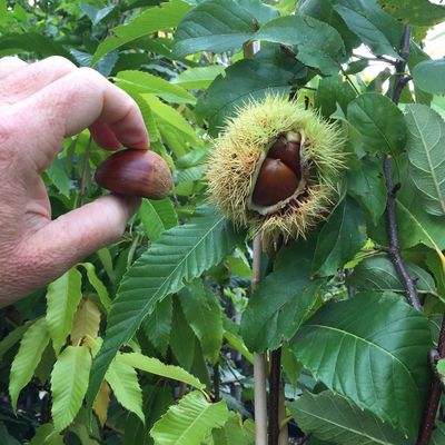 Castanea mollissima Kínai szelídgesztenye