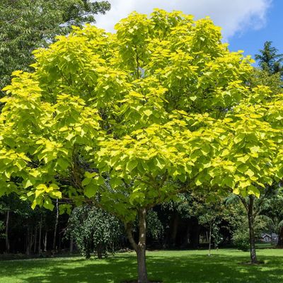 Catalpa bignonioides 'Aurea' Arany szivarfa