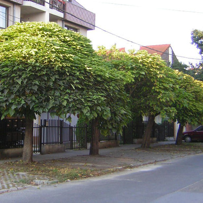 Catalpa bignonioides 'Nana' Gömb szivarfa