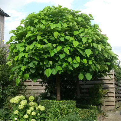 Gömb szivarfa Catalpa bignonioides 'Nana'