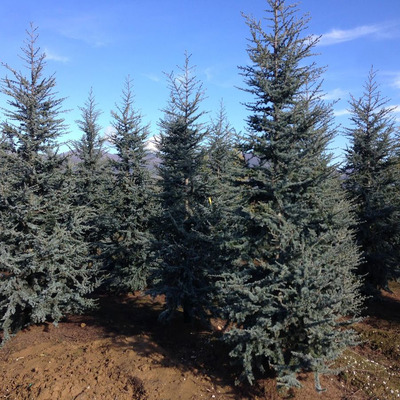 Kék atlasz cédrus Cedrus atlantica 'Glauca'