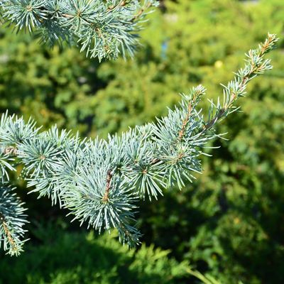 Kék atlasz cédrus Cedrus atlantica 'Glauca'