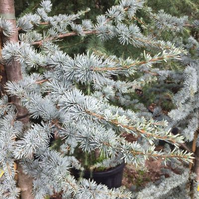 Cedrus atlantica 'Glauca' Kék atlasz cédrus