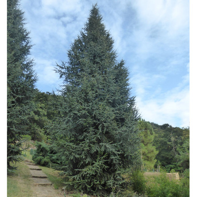 Cedrus atlantica 'Fastigiata' Oszlopos atlasz c&eacute;drus