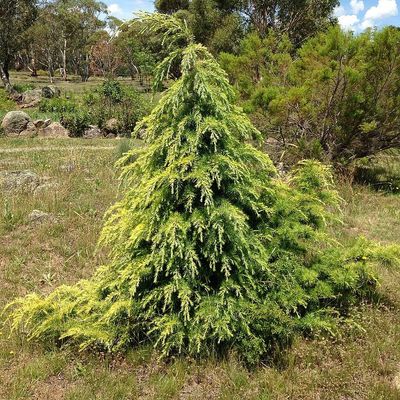 Cedrus deodara 'Golden Horizon' Aranylombú himalájai cédrus