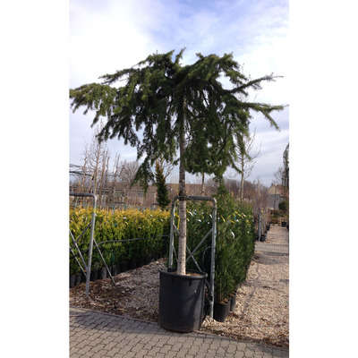 Cedrus deodara 'Pendula' Csüngő himalájai cédrus