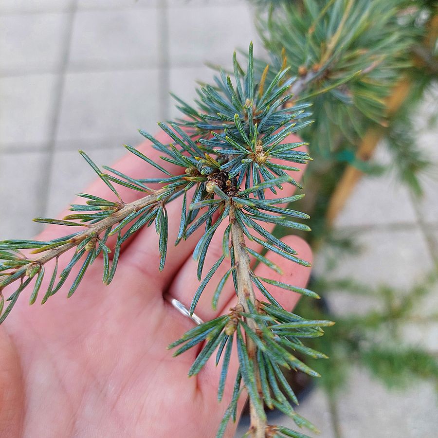 Himalájai cédrus Cedrus deodara 'Polar Winter'
