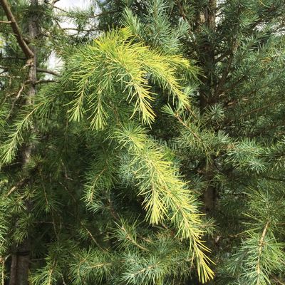 Arany himalájai cédrus Cedrus deodara 'Aurea'