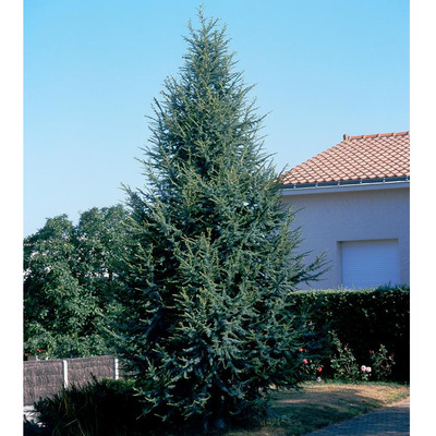 Oszlopos libanoni cédrus Cedrus libani 'Fastigiata'