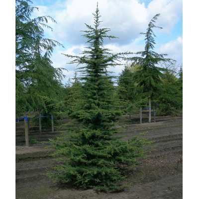 Libanoni cédrus Cedrus libani