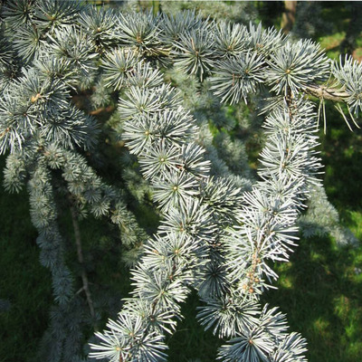Oszlopos kék libanoni cédrus Cedrus libani 'Glauca Pyramidalis'