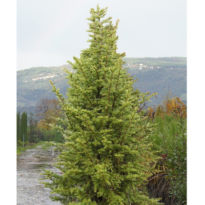 Cedrus libani 'Pyramidalis' Oszlopos libanoni c&eacute;drus