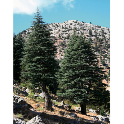 Cedrus libani 'Stenocoma' Libanoni c&eacute;drus