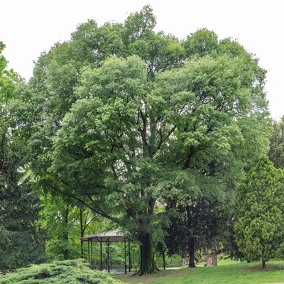 Celtis australis D&eacute;li ostorfa