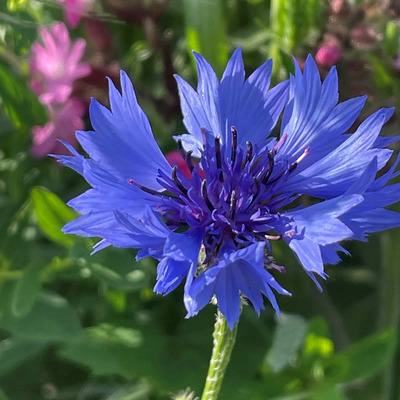 Centaurea cyanus Kék búzavirág