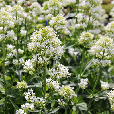 Centranthus ruber 'Albus'  Sarkantyúvirág
