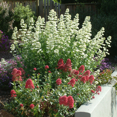 Sarkantyúvirág Centranthus ruber 'Albus' 