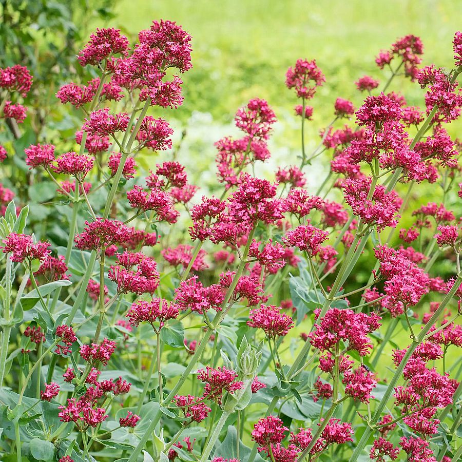 Centranthus ruber 'Coccineus'  Sarkantyúvirág