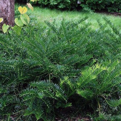 Cephalotaxus harringtoniana 'Duke Gardens' Jap&aacute;n &aacute;ltiszafa
