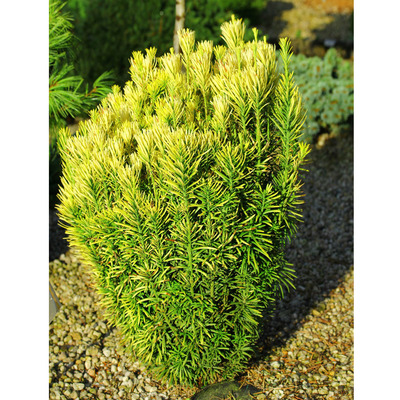 Cephalotaxus harringtoniana 'Korean Gold' Arany áltiszafa