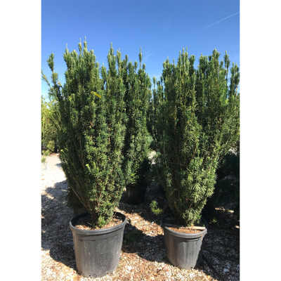 Cephalotaxus harringtoniana 'Fastigiata' Oszlopos áltiszafa