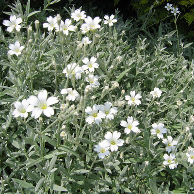 Cerastium tomentosum Molyhos madárhúr