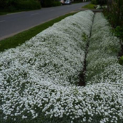 Molyhos madárhúr Cerastium tomentosum