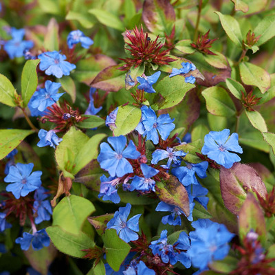 Ceratostigma plumbaginoides Tarackoló kékgyökér