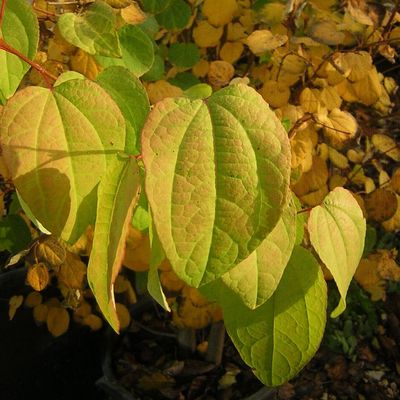 Cercidiphyllum japonicum Kislevelű kacurafa