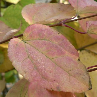 Kislevelű kacurafa Cercidiphyllum japonicum