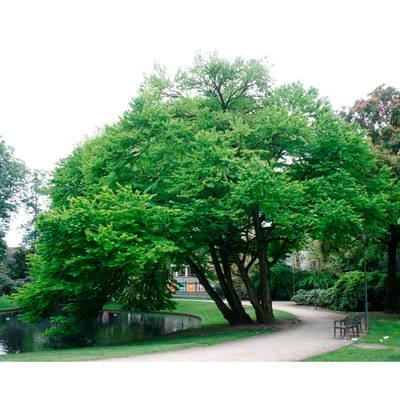 Kislevelű kacurafa Cercidiphyllum japonicum