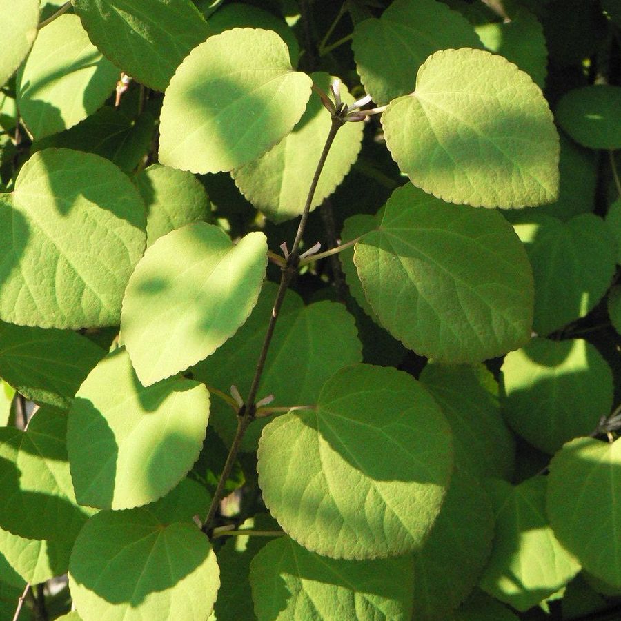 Kislevelű kacurafa Cercidiphyllum japonicum