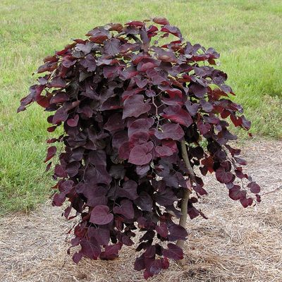 Cercis canadensis 'Ruby Falls' Csüngőágú júdásfa