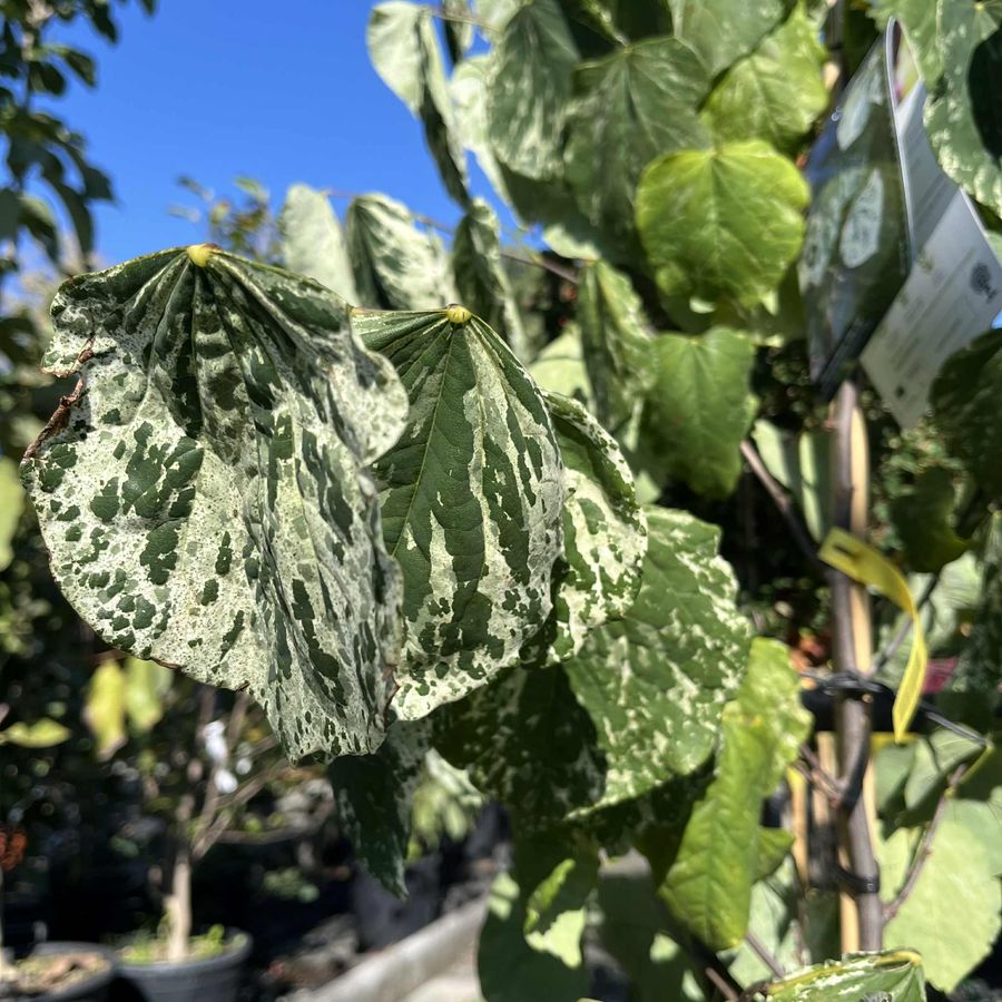 Cercis canadensis 'Alley Cat' Tarka levelű kanadai j&uacute;d&aacute;sfa