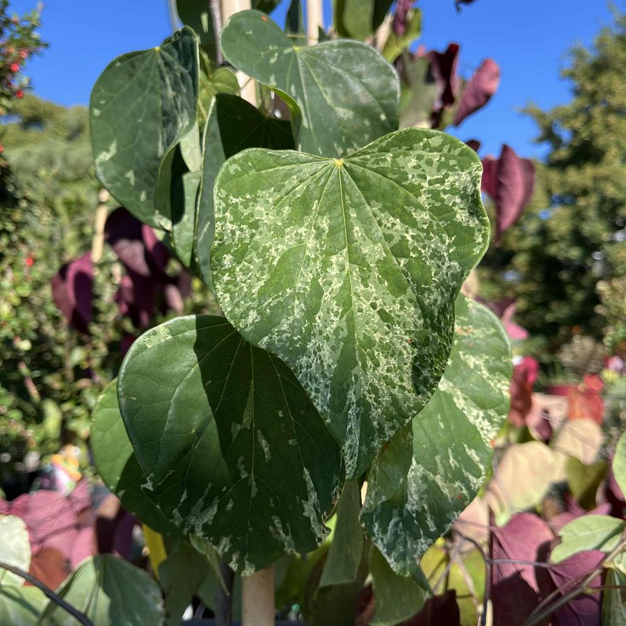Tarka levelű kanadai j&uacute;d&aacute;sfa Cercis canadensis 'Alley Cat'