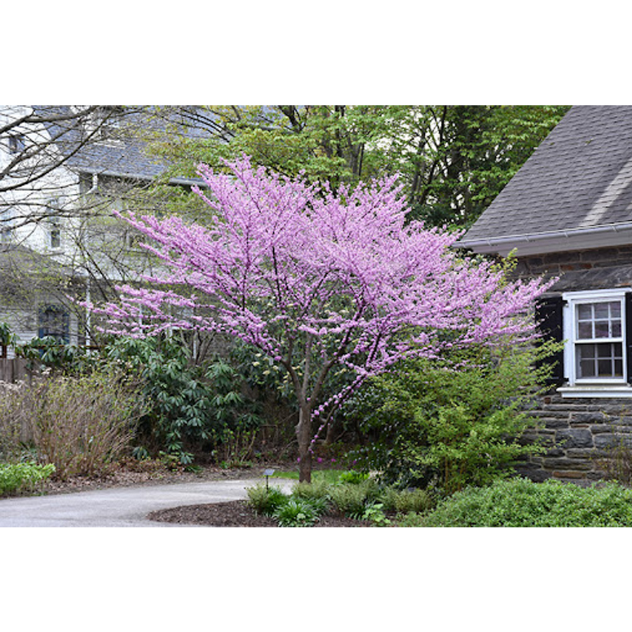 Tarka levelű kanadai j&uacute;d&aacute;sfa Cercis canadensis 'Alley Cat'