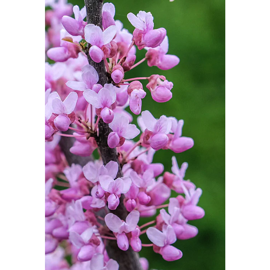 Tarka levelű kanadai j&uacute;d&aacute;sfa Cercis canadensis 'Alley Cat'